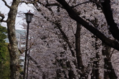 桜並木