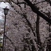 桜並木
