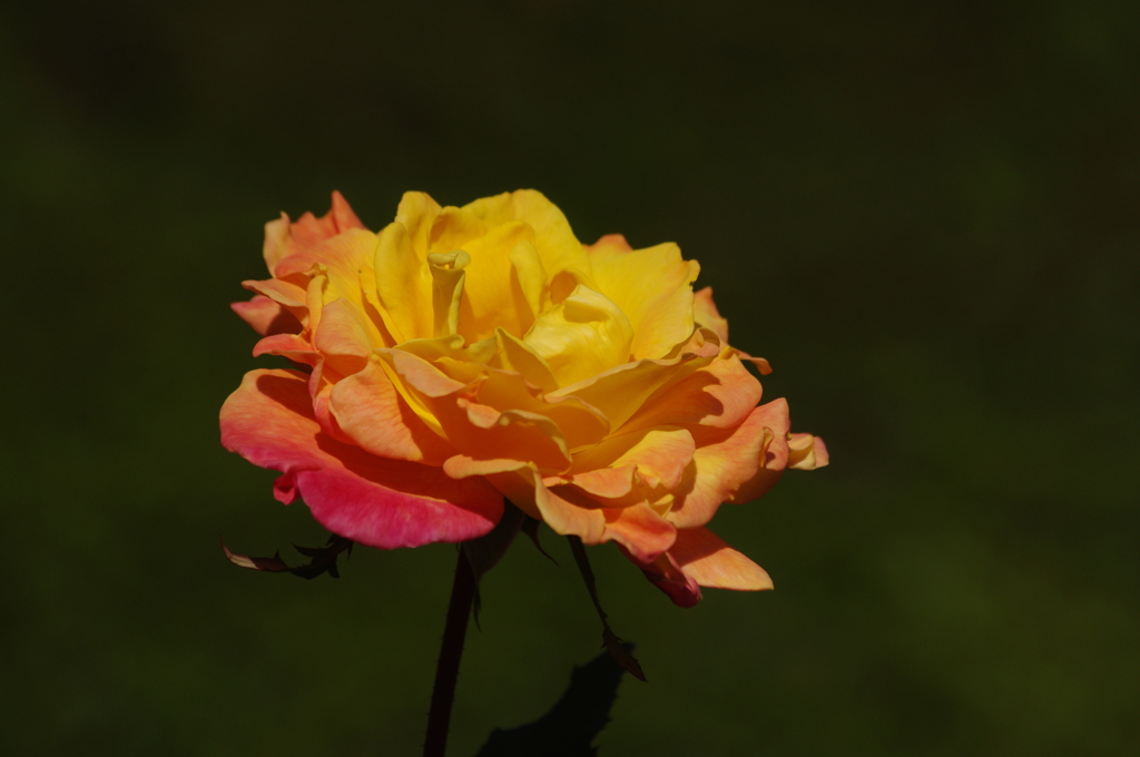 薔薇　44