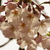 目黒川の桜　3　