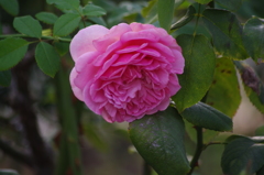薔薇　7