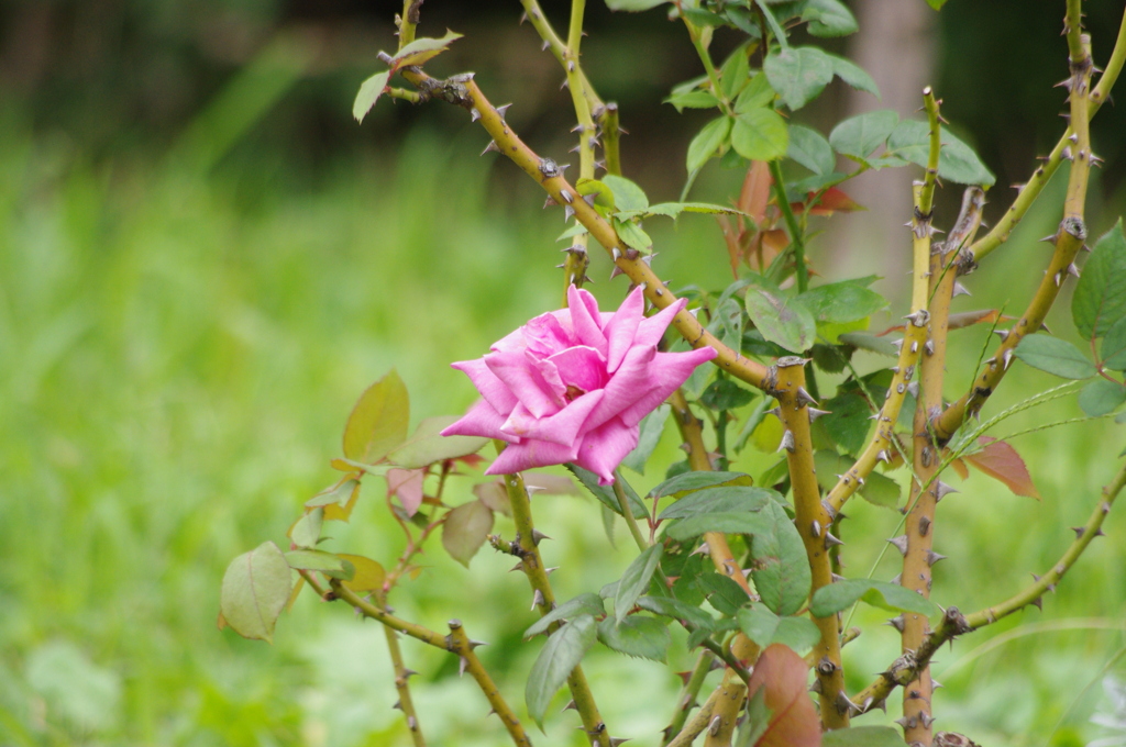 薔薇　4
