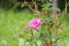 薔薇　4