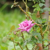 薔薇　4