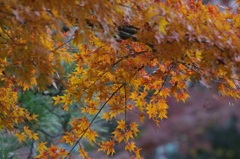 紅葉　2