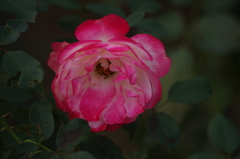 薔薇　14