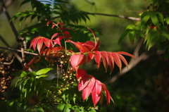 ハゼの紅葉