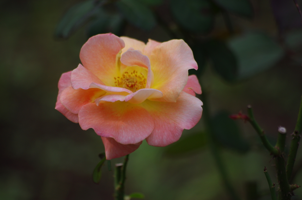 秋薔薇　2