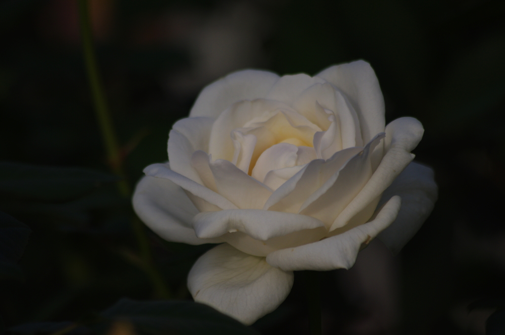 薔薇　11