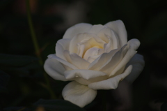 薔薇　11