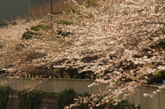 目黒川の桜　2