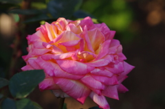 薔薇　6　芝浦中央公園　5月初め