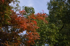 紅葉　1