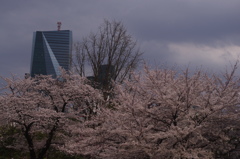 　桜　1