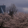 　桜　1
