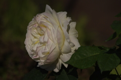 薔薇　14