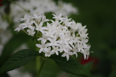 芝公園　花壇　5　８月