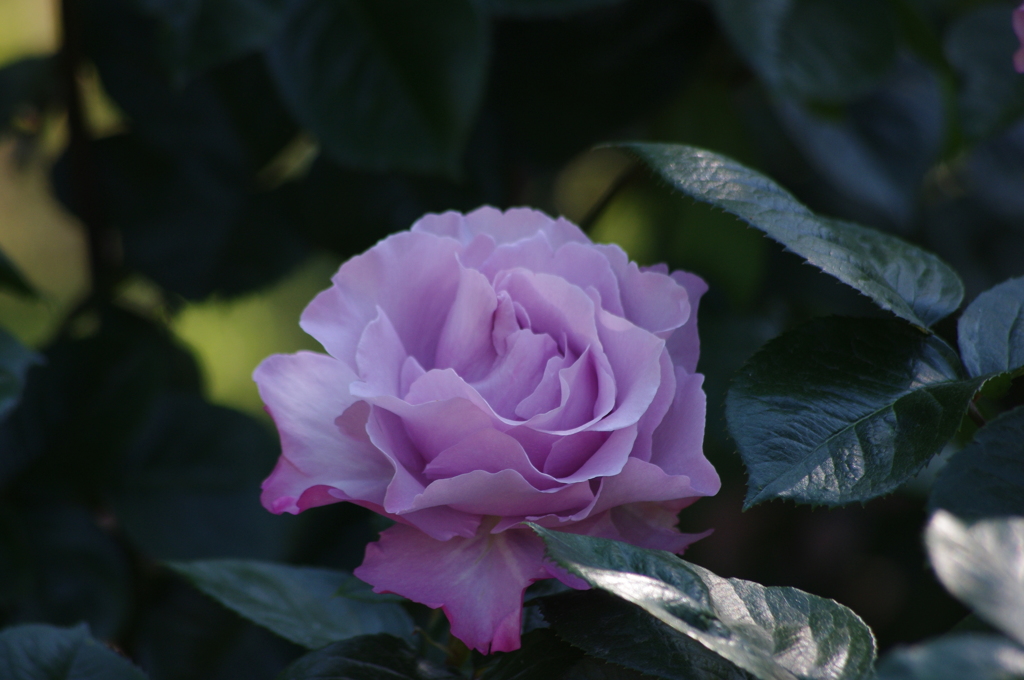 薔薇　6