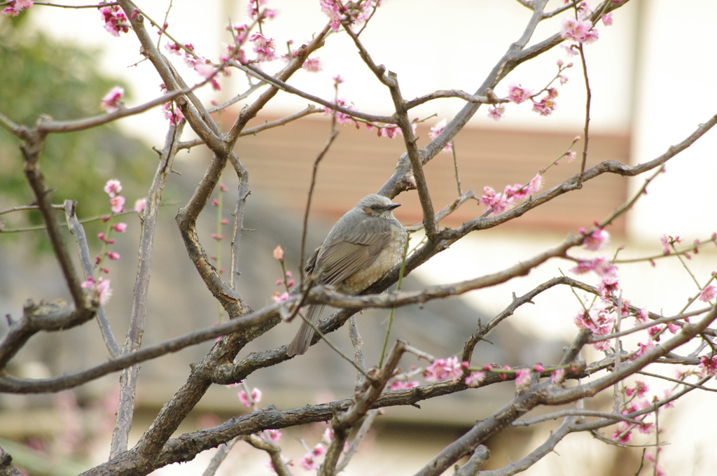 梅とヒヨドリ　芝公園梅林　１月