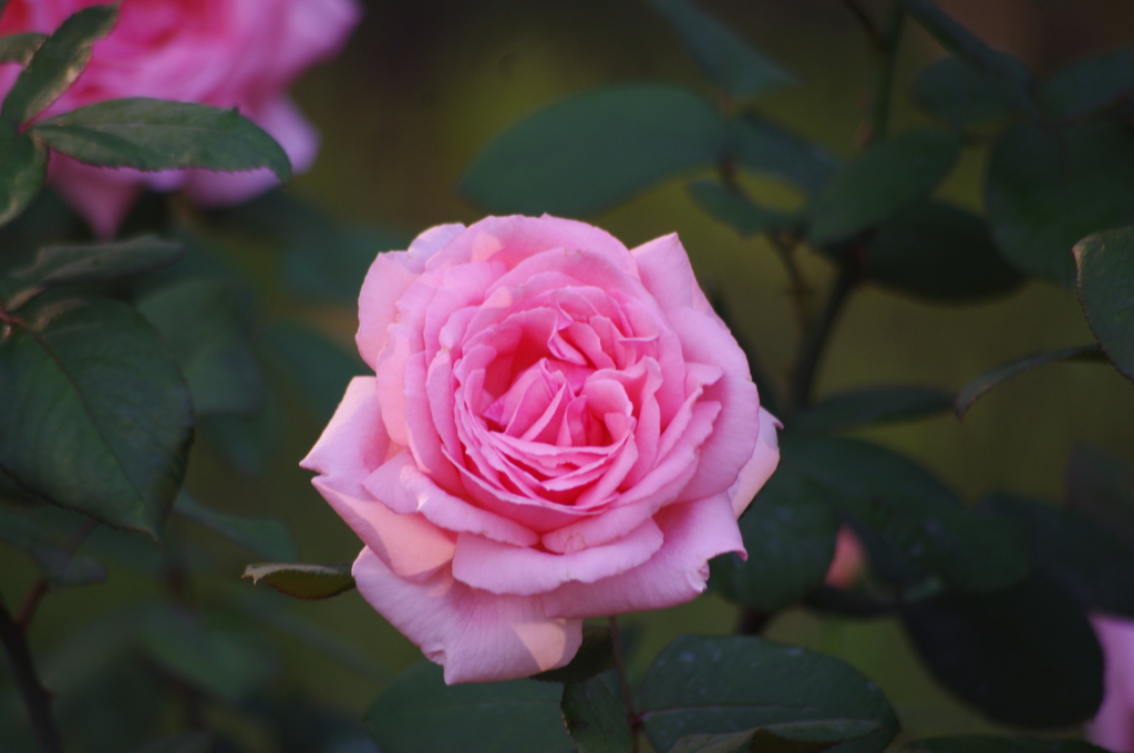 薔薇　５　日比谷公園　７月上旬