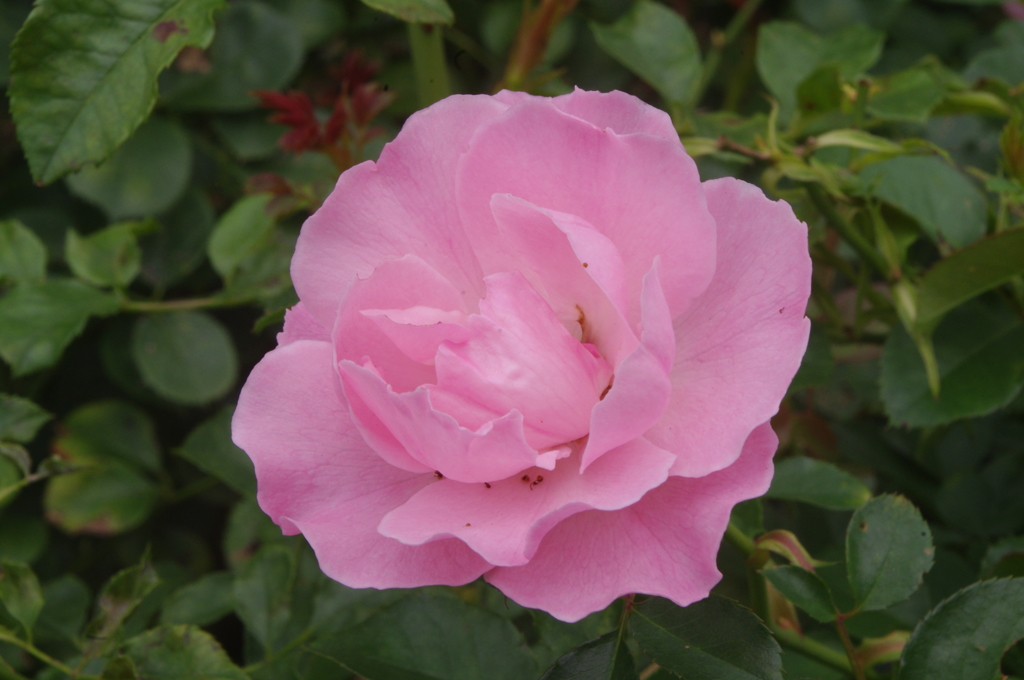 薔薇　3　代々木公園　７月下旬