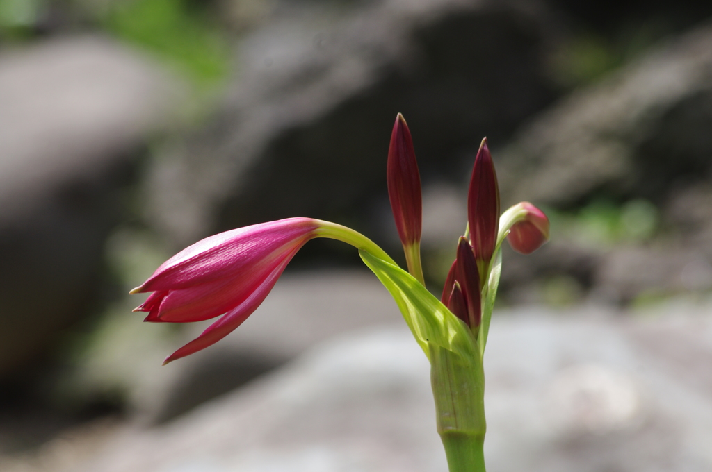 庭の花　7　７月　旧芝離宮庭園