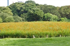 コスモス畑　旧浜離宮庭園　8月末