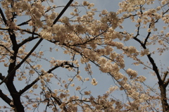 池田山の桜並木　1