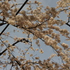 池田山の桜並木　1