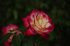 薔薇　14　