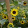 芝公園　小さなヒマワリ　８月