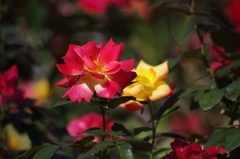 秋薔薇　5　