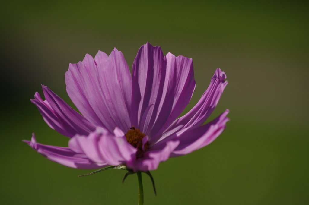 秋桜　1