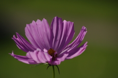 秋桜　1