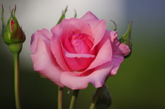 芝浦中央公園　６月　薔薇　１５