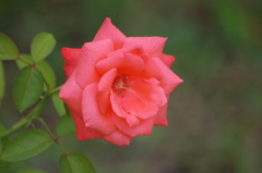 プリンスパークタワー東京　薔薇　5　８月