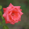 プリンスパークタワー東京　薔薇　5　８月