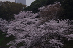桜　4