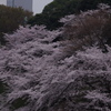 桜　4