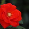薔薇　3