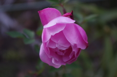 ２月末の薔薇　芝浦運河