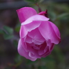２月末の薔薇　芝浦運河