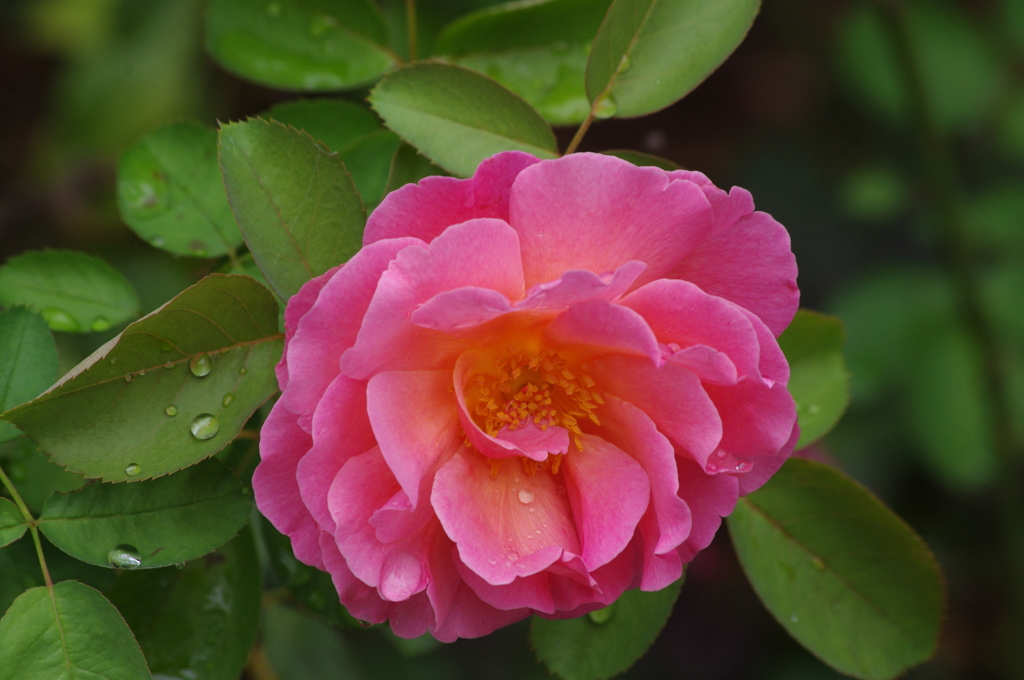 薔薇3　芝浦運河　９月