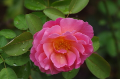 薔薇3　芝浦運河　９月
