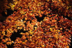 紅葉　1　戸越公園　１２月中旬