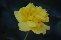薔薇　7　芝浦中央公園　７月末