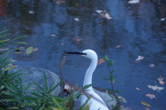 シラサギ　２　日比谷公園　１２月中旬