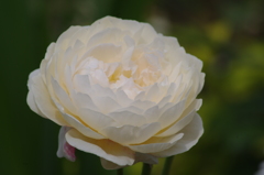 薔薇　山下公園　16