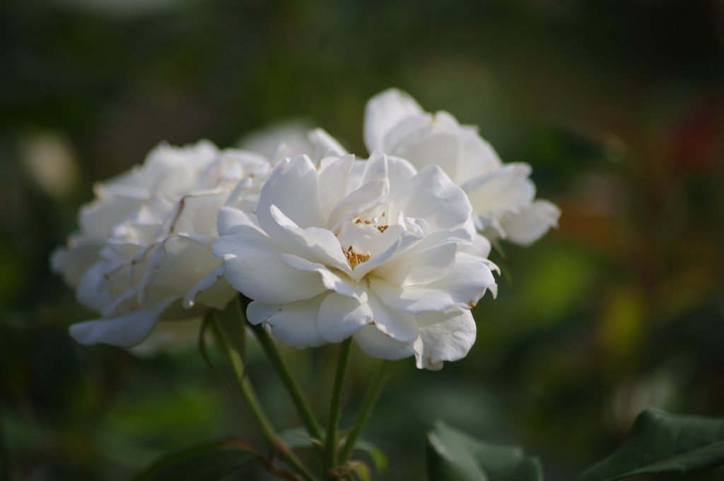 芝浦中央公園　６月下旬　薔薇　2