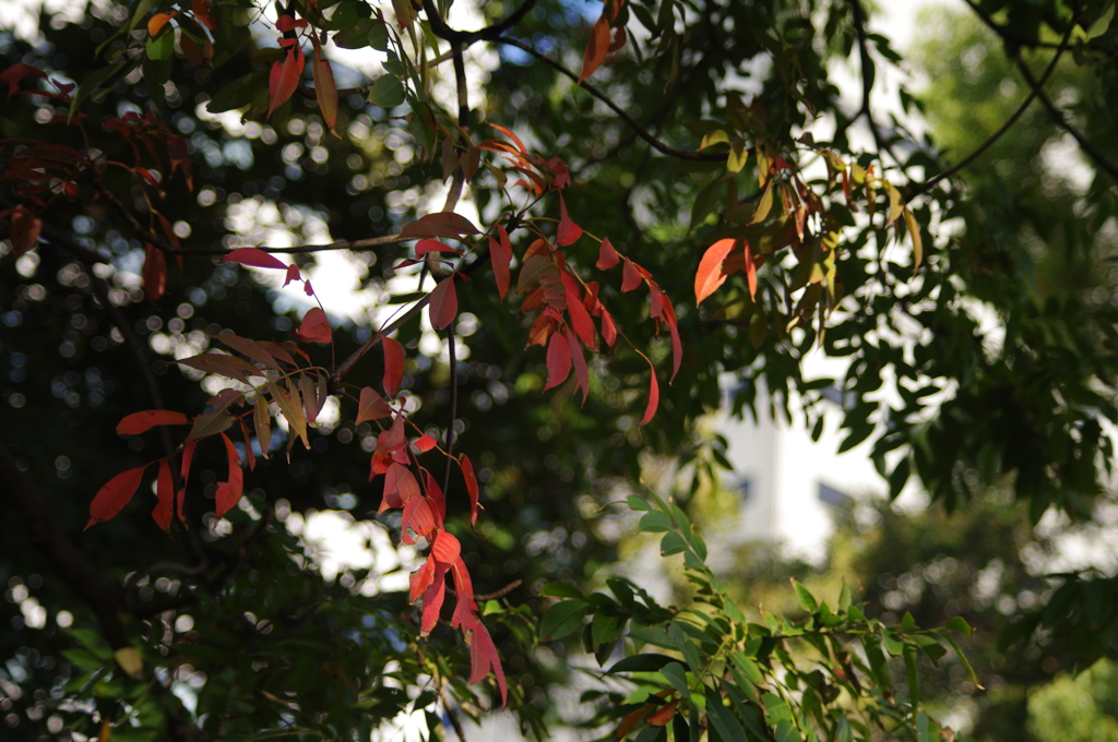 紅葉